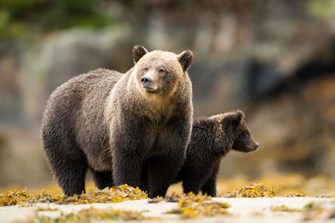 Bij eb staat een moedergrizzly naast haar jong in een riviermonding Samen met Kermodeberen en zwarte beren zijn grizzlys de grote attractie voor de bezoekers van het Great Bear Rainforest