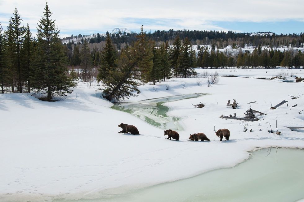 In het Grand Teton National Park in Wyoming steken Grizzly 399 en haar drie welpjes de Buffalo Fork over