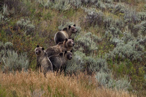 Een grizzlybeer met jongen in Yellowstone
