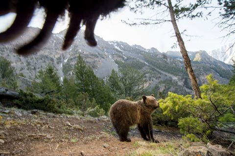 GRIZZLYBEERDeze grizzlybeer Ursus arctos horribilis werd in Wyoming gefotografeerd Grizzlys leefden ooit in grote delen van westelijk NoordAmerika en zwierven zelfs over de Great Plains