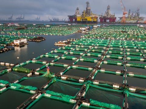 https://www.nationalgeographic.com/content/dam/science/2020/04/21/human-journey-steinmetz/04-human-journey-steinmetz.jpg In de haven van Yantai in China liggen drijvende kweekkooien met zeekomkommers naast de scheepswerf van CIMC Raffles waar platforms voor de offshorewinning van aardolie in diepe wateren worden gebouwd Zeekomkommers zijn ongewervelde dieren uit dezelfde stam als zeeegels en zeesterren De kwekerij van deze dieren kan de druk op wilde populaties verlichten China heeft geprobeerd de voedselveiligheid te verbeteren maar de verontreiniging van voedselbronnen blijft een serieus probleem