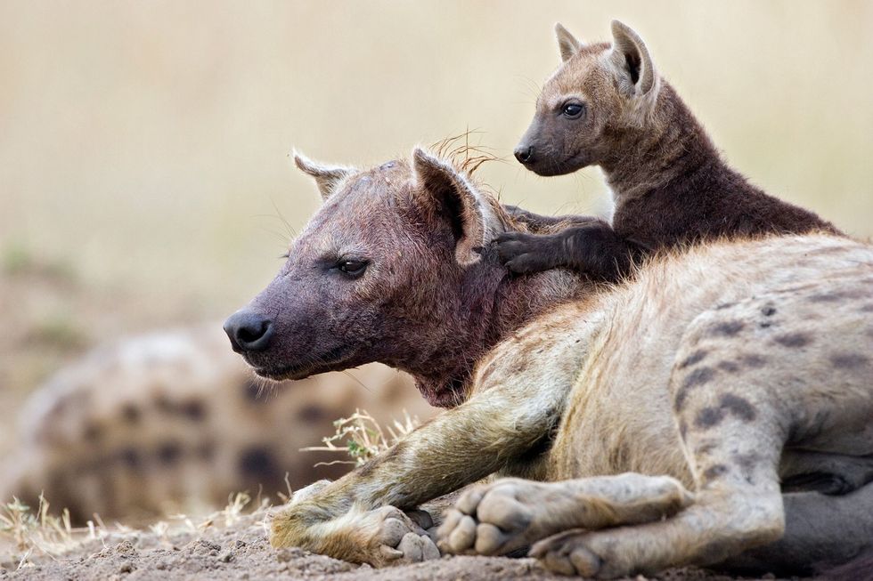 Een elf weken oude gevlekte hyena ligt boven op zijn moeder in het Masai Mara National Reserve Doordat hyenas in staat zijn botten te versplinteren en te verteren bevat hun melk veel kalk