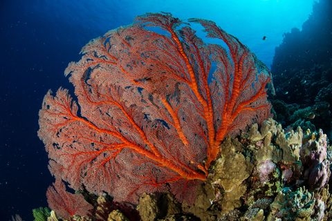 Reusachtige zachte koralen die vermoedelijk honderden jaren oud zijn zijn verankerd in een rifwand op veertig meter diepte voor de kust van NieuwCaledoni