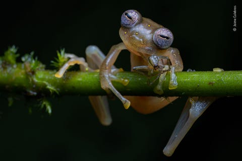 In het voorgebergte van de Andes snoept een Manduriacuglaskikker van een spin Deze foto van de Spanjaard Jaime Culebras die in het noordwesten van Ecuador werd gemaakt won de hoofdprijs in de categorie gedrag amfibien en reptielen Glaskikkers zijn zogenaamde signaalsoorten want ze spelen een sleutelrol in het behoud van een evenwichtig ecosysteem
