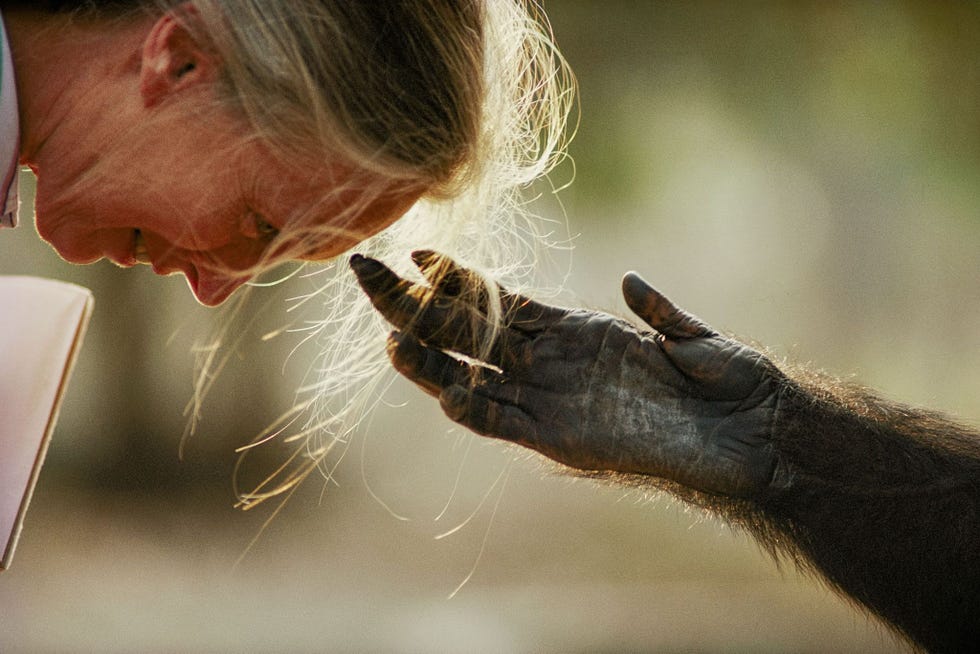 Op een rondreis om aandacht te vragen voor chimpansees in gevangenschap legt Jane Goodall contact met een chimpansee in de dierentuin van Brazzaville de hoofdstad van CongoBrazzaville