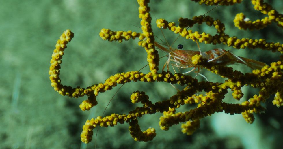 Dit gestreepte garnaaltje leeft tussen de takken van geel hoornkoraal uit het geslacht Paramuricea Op deze foto zijn de voedingstentakels van de koraalpoliepen ingetrokken