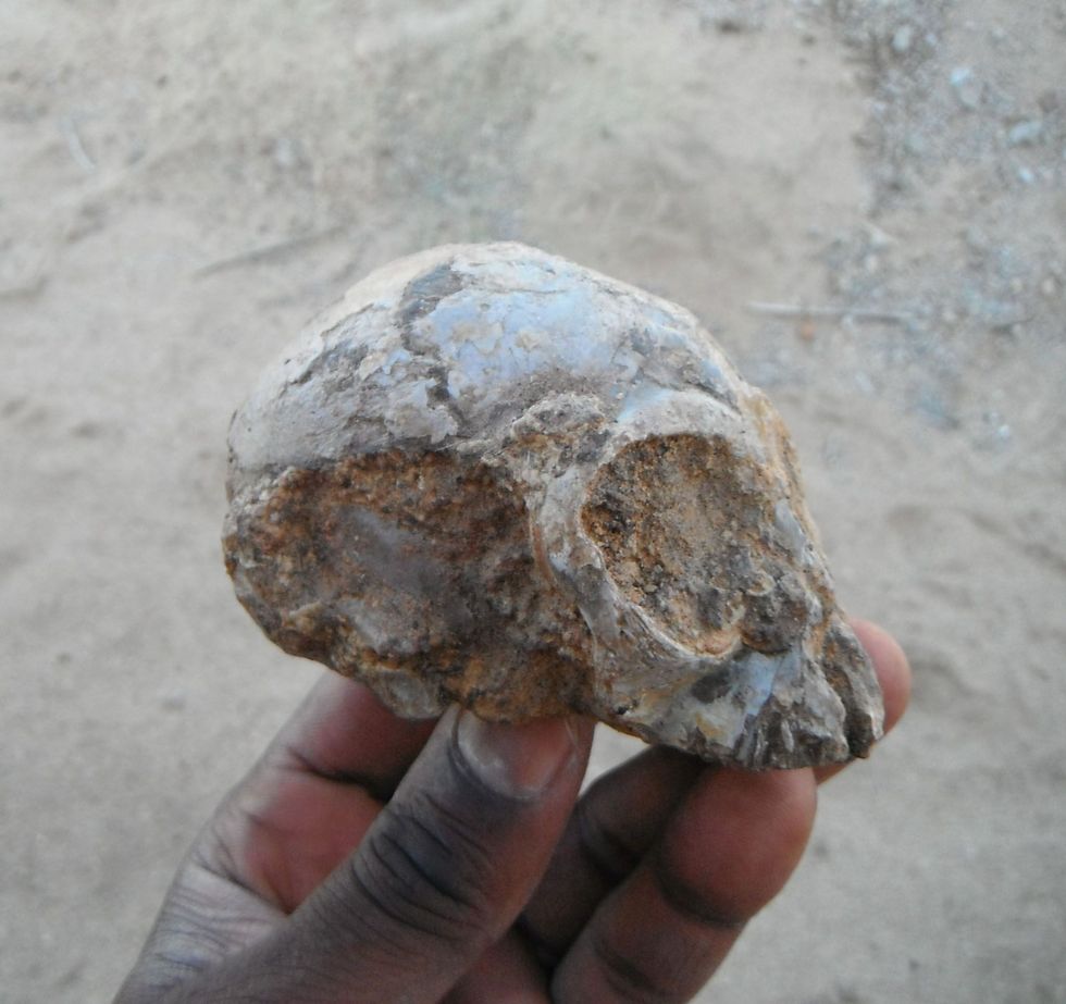 Bevrijd uit zijn harnas van zandsteen blijkt het schedeltje vergeleken met zijn oorspronkelijke vorm slechts een beetje te zijn platgedrukt