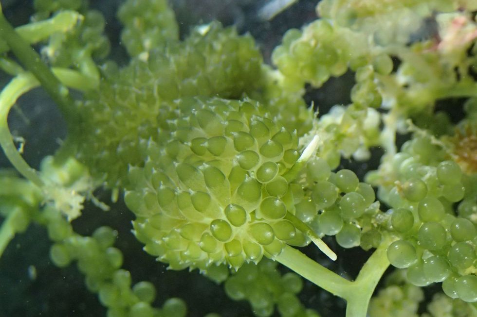 Met hun torpedovorm en witte uiteinden lijken de bolletjes op de rug van S smaragdinus precies op de groene bolletjes op het wier Caulerpa lentillifera