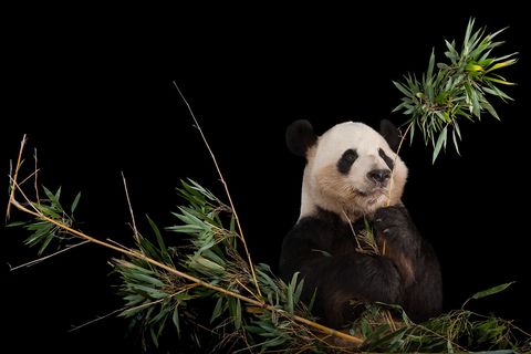 Het aantal reuzenpandas was volgens de IUCN in 2016 voldoende toegenomen om de status van de soort zoals aangegeven op de Rode Lijst te promoveren van met uitsterving bedreigd naar kwetsbaar voor uitsterving