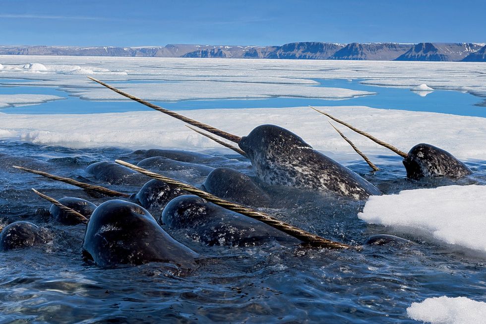 Narwalmannetjes doen zich tegoed aan kabeljauw in Lancaster Sound in Canada Net als ijsberen hebben deze dieren zich in de loop van de evolutie aangepast aan het leven tussen het continu veranderende drijfijs