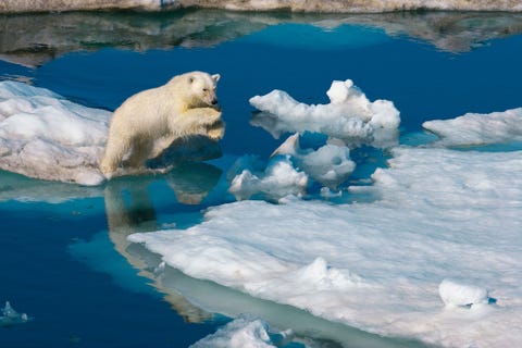 Een jong ijsbeermannetje springt op een ijsschots in het Noorse Spitsbergen Klimaatverandering vormt een bedreiging voor ijsberen die bedreigd worden met uitsterven