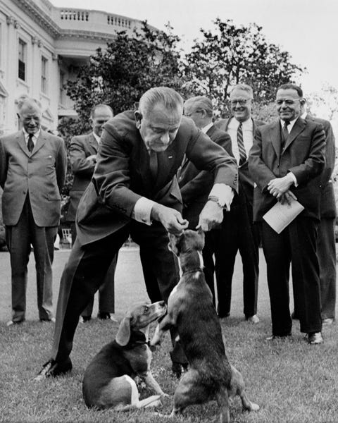President Lyndon Johnson nam samen met zijn twee beagles Him en Her zijn intrek in het Witte Huis Fotos als deze waarop is te zien hoe hij de honden aan hun oren optilt oogstten felle kritiek van mensen die zich zorgen maakten om het welzijn van de beagles