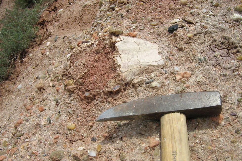 Een bot van de reuzenpterosaurir genaamd Dracula steekt uit een stuk rots in de buurt van Sebe in Roemeni