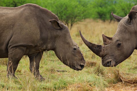 http://www.nationalgeographic.com/content/dam/photography/PROOF/2017/September/world-rhino-day-gallery/04-rhino-day-NationalGeographic_1455191.jpg Een witte vrouwtjesneushoorn links graast samen met de neushoornstier die haar metgezel is geworden na een aanval van stropers in de ZuidAfrikaanse provincie KwaZoeloeNatal De stropers gebruikten een helikopter om haar en haar vier weken oude kalf op te sporen schoten haar met een verdovingspijl neer en sneden haar hoorns met een kettingzaag af Parkopzichters vonden haar een week later naar haar kalf zoeken dat waarschijnlijk door honger of uitdroging was gestorven