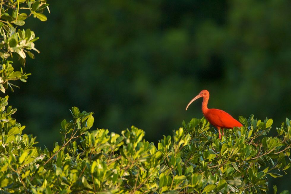 Met een gewicht van ongeveer een kilo legt een enkele rode ibis niet veel vlees in de kookpot Stropers zeggen dat het op zijn minst een handvol vogels kost om een goede curry te maken Het krabrijke dieet van de vogels verklaart hun kleur evenals hun zoete smaak zeggen jagers
