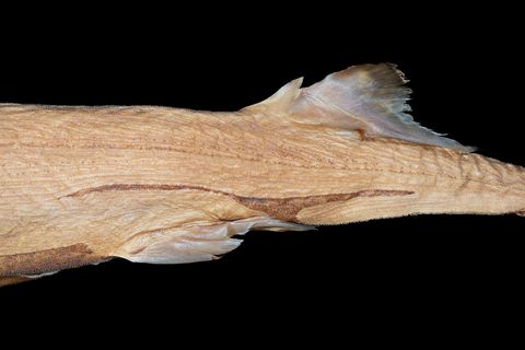 Andere opvallende kenmerken van de nieuwe soort zijn de markeringen op de flanken die op de buik naar voren en achteren doorlopen een stukje naakte huid zonder schubben op de onderkant van de snuit en enkele interne verschillen zoals het aantal rugwervels en een geringer aantal tanden dan bij andere haaien Net als andere lantaarnhaaien is Etmopterus lailae bioluminescerend en lichten de flanken aan de onderzijde van zijn buik in het donker op