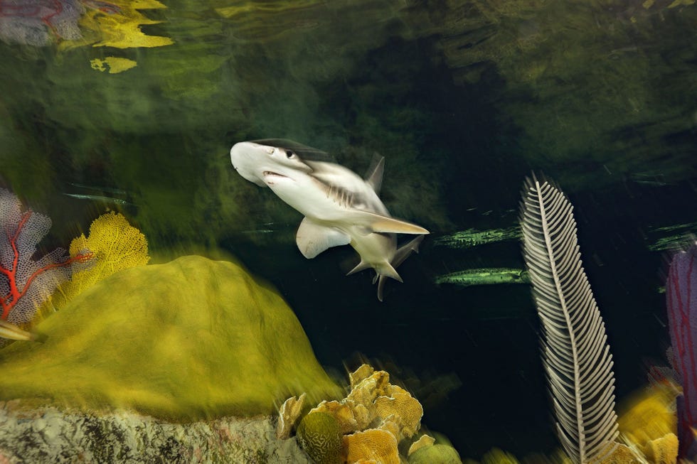 In de Giant Ocean Tank van het New England Aquarium zwemt een kaphamerhaai boven koraalbouwsels