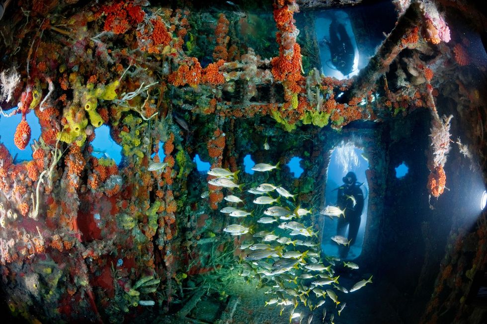 Het wrak van de Duane een schip van de Amerikaanse kustwacht ligt voor de kust van Key Largo in Florida en vormt daar een kunstmatig rif voor deze groep grombaarzen Haemulon chrysargyreum De brug van het schip is begroeid met een dikke laag kleurige koralen en sponzen