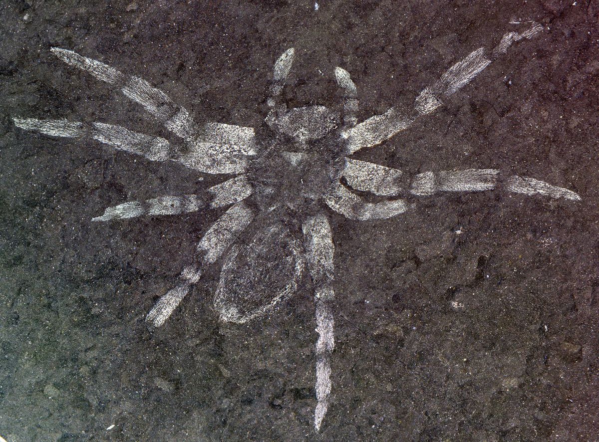 Het kenmerkende exemplaar van Koreamegops samsiki Deze nieuw ontdekte spinnensoort leefde 106 tot 112 miljoen jaar geleden in wat nu ZuidKorea is