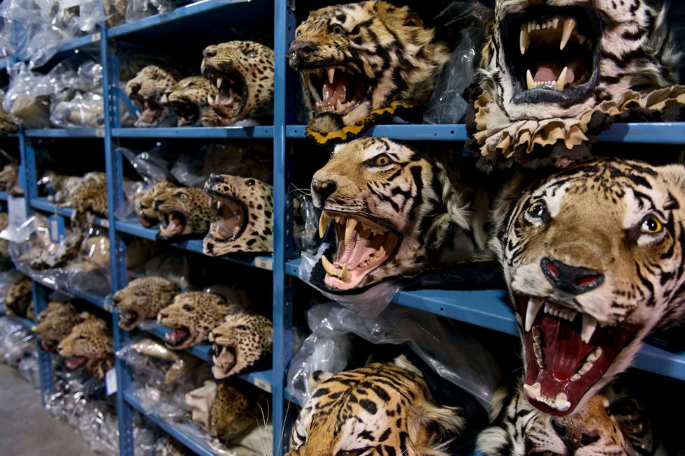 Een groot deel van de internationale illegale handel in tijgers bedient de markten van China en Vietnam maar deze tijgerkoppen werden in beslag genomen door de Amerikaanse douane en nu bewaard in het National Wildlife Property Repository in Colorado