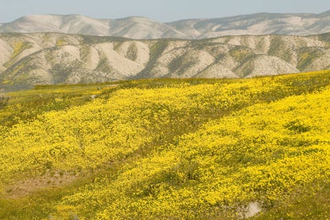 Carrizo Plain Op 17 januari 2001 creerde president Clinton dit park in ZuidCaliforni zon 280 kilometer ten noordoosten van Los Angeles Met 825 vierkante kilometer is het een van de laatste overgebleven stukken van de ooit zo weidse grasvlakte die voordat de eerste kolonisten hier twee eeuwen geleden arriveerden de Central Valley bedekte Het park staat bekend om zijn wilde lentebloemen en om het Soda Lake een drooggevallen meer en een van de grootste natuurlijke alkalische wetlands in ZuidCaliforni