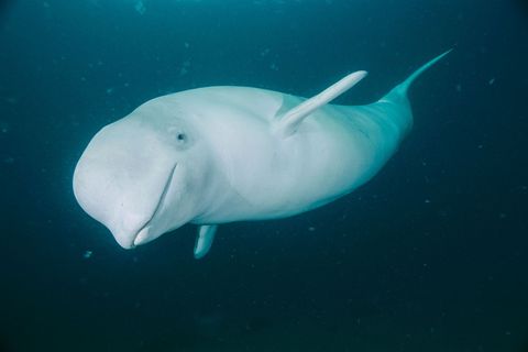 Witte dolfijnen ook wel beloegas genoemd op de foto een exemplaar in het St Lawrence Marine Park in Quebec leven in het Noordpoolgebied De kalveren worden grijs of zelfs bruin geboren waarna ze langzaam een witte kleur aannemen wanneer ze rond hun vijfde levensjaar geslachtsrijp worden