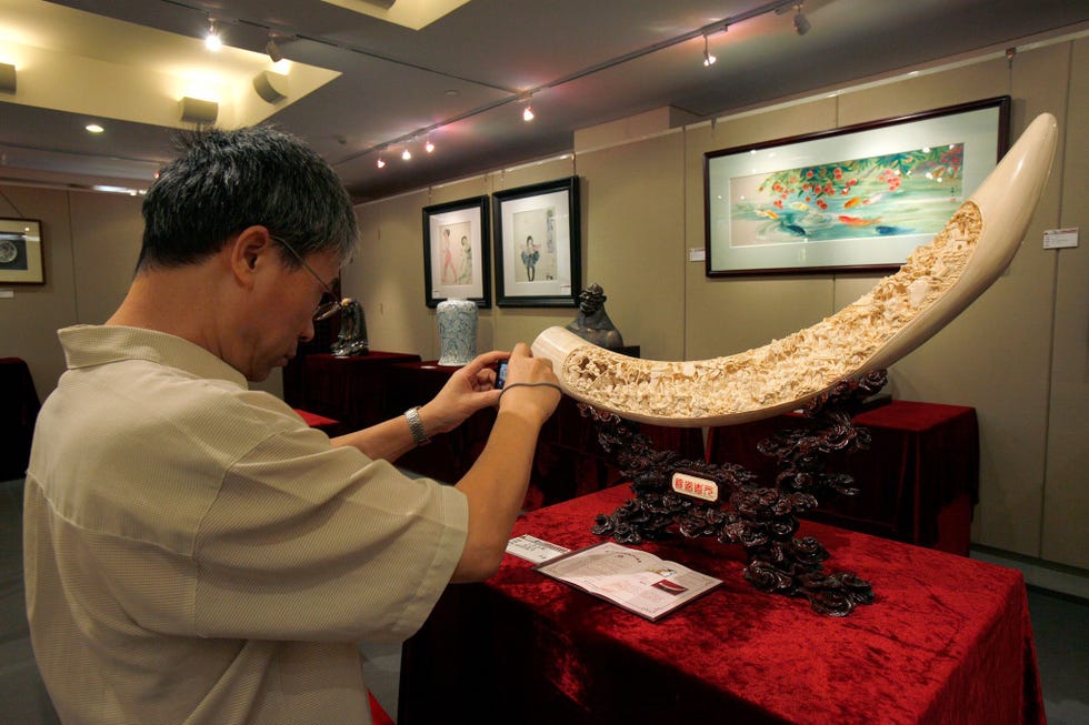 Op een tentoonstelling in 2009 neemt een bezoeker een foto van een bewerkte olifantenslagtand De Chinese regering bevorderde de ivoorsnijkunst als onderdeel van het Chinese erfgoed maar het nieuwe verbod op de verkoop van ivoor ter bescherming van de olifant maakt duidelijk dat het land nu andere prioriteiten stelt zeggen natuurbeschermers