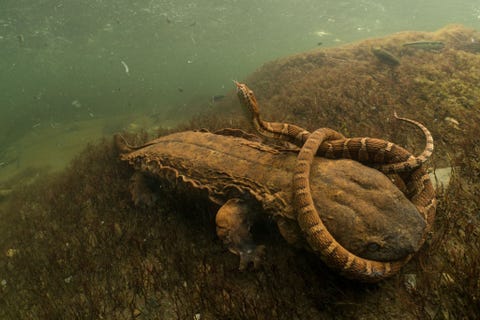 David Herasimtschuk werd onderscheiden met de eerste prijs in de categorie Amfibien en reptielen met deze foto van een NoordAmerikaanse waterslang Nerodia sipedon in de kaken van een reusachtige salamander met de naam modderduivel Herasimtschuk herinnert zich dat toen de slang zijn lijf rond de kop van de salamander wikkelde de modderduivel zijn beet probeerde te corrigeren waardoor de slang kon ontsnappen
