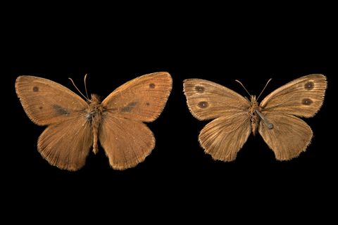 Deze opgeprikte vlinder een Cercyonis sthenele is van een soort die al sinds 1880 uit het gebied rond de San Francisco Bay is verdwenen