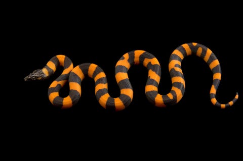Een dwergpython Bothrochilus boa