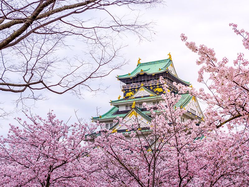 日本,賞櫻,城市,機票,航點,櫻花,花期,預測,開花