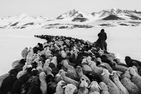 Elke ochtend gaat deze herder in de oblast provincie IssykKoel met zijn kudde van vijfhonderd schapen en geiten op zoek naar het weinige gras dat er in de winter nog over is