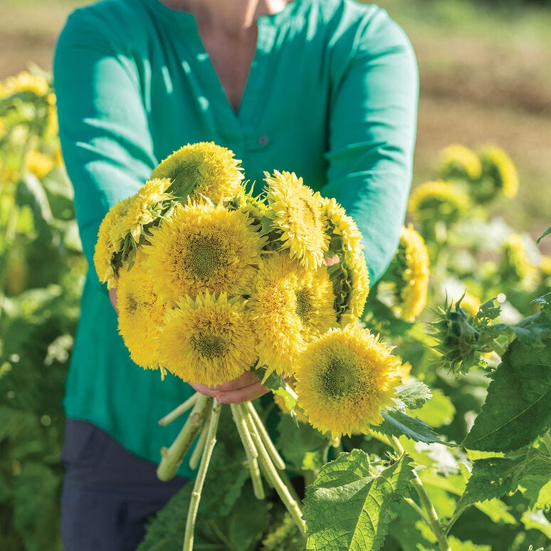 25 Best Types of Sunflowers - Varieties of Sunflowers to Plant