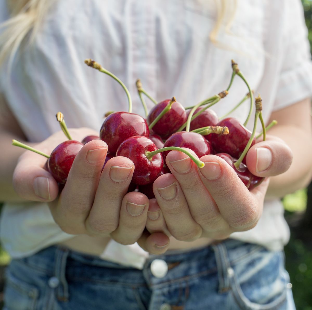The Many Health Benefits of Dark Sweet Cherries - FruitSmart