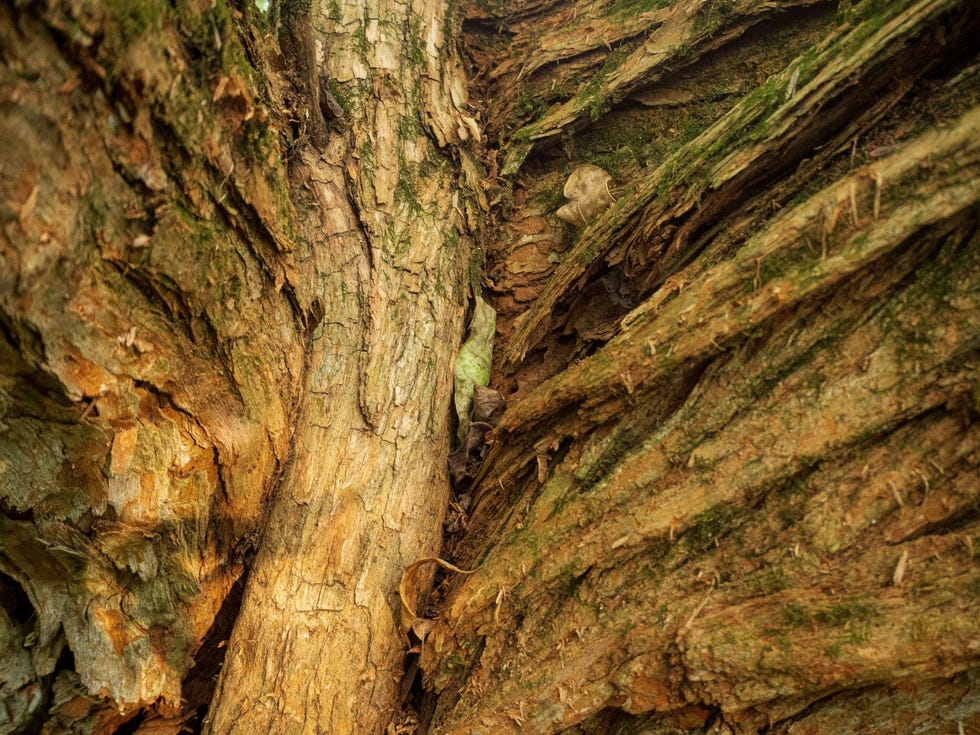 Het hout van deze bomen rot nauwelijks hekpalen gemaakt van osagedoornhout blijven tientallen jaren goed