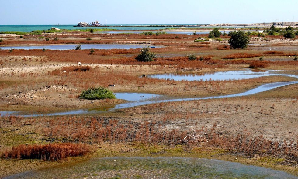 Geulen lopen door de wetlands aan de Askarkust in het oosten van Bahrain waar zoutmoerassen een toevluchtsoord vormen voor populaties zee en landdieren