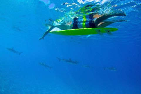 Een surfer peddelt in gezelschap van haaien voor de kust van Moorea in FransPolynesi