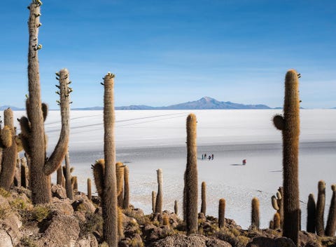 https://www.nationalgeographic.com/content/dam/science/2019/08/26/04_alien_nationalgeographic_2714079.jpg De Salar de Uyuni ligt verborgen in het Boliviaanse deel van het Andesgebergte en is de grootste zoutvlakte op aarde Het gebied is z oogverblindend wit dat het vanuit de ruimte is te zien soms ligt er een dun laagje water op de zoutkorst van de vlakte waardoor het oppervlak in n gigantische spiegel verandert Microorganismen die goed tegen zout kunnen gedijen hier in extreem zout pekelwater