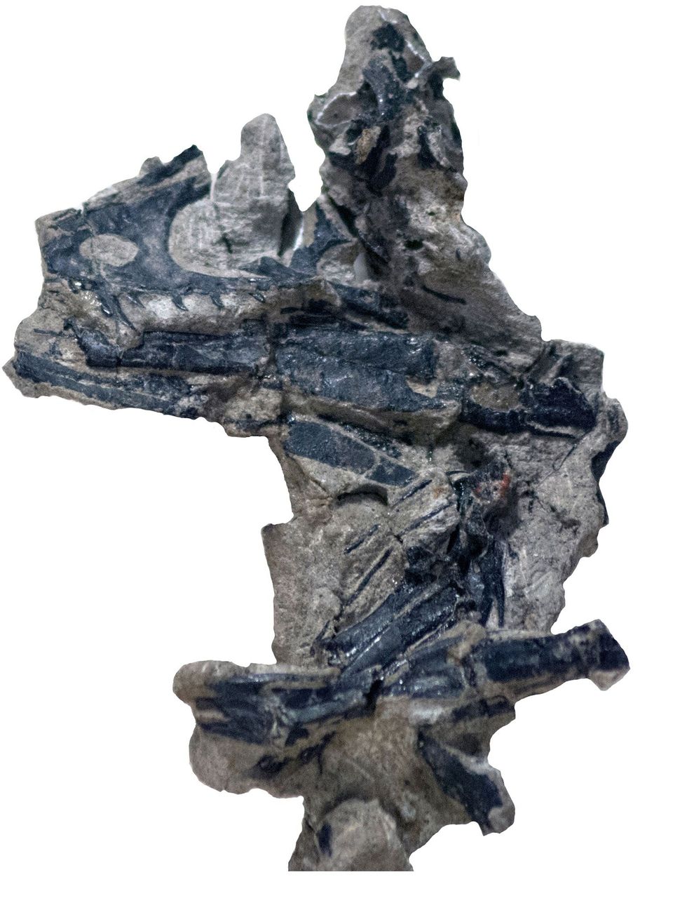 Op deze detailfoto is het stuk rots te zien waarin de gefossiliseerde schedel van Hesperornithoides miessleriis lag ingebed