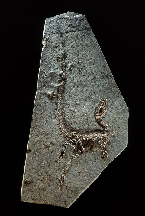 Sinosauropteryx prima uit de noordoostelijke Chinese provincie Liaoning werd in 1996 ontdekt en wordt beschouwd als de tot nu toe oudste gevederde dinosaurir De ontdekking van het donzige verenkleed  hier te zien als een donkere waas rond het hele fossiel  zette de paleontologie op haar kop veel dinosaurirexperts waren er al langer van overtuigd dat vogels van dinosaurirs afstamden maar hier zagen ze hun hypothese plotseling in steen voor zich In de afgelopen twintig jaar zijn ruim vijftig andere soorten dinosaurirs ontdekt die afdrukken of andere tekenen van veren vertonen
