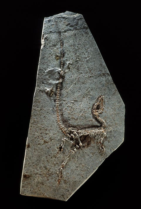 https://www.nationalgeographic.com/content/dam/science/2018/09/21/dino_gallery/04_dino_gallery_nationalgeographic_1188197.jpg Sinosauropteryx prima uit de noordoostelijke Chinese provincie Liaoning werd in 1996 ontdekt en wordt beschouwd als de tot nu toe oudste gevederde dinosaurir De ontdekking van het donzige verenkleed hier te zien als een donkere waas rond het hele fossiel zette de paleontologie op haar kop veel dinosaurirexperts waren er al langer van overtuigd dat vogels van dinosaurirs afstamden maar hier zagen ze hun hypothese plotseling in steen voor zich In de afgelopen twintig jaar zijn ruim vijftig andere soorten dinosaurirs ontdekt die afdrukken of andere tekenen van veren vertonen