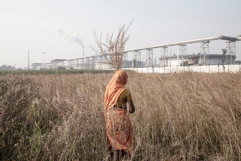 Een vrouw oogst mosterdblaadjes op een akker bij een olieraffinaderij aan de Ganges