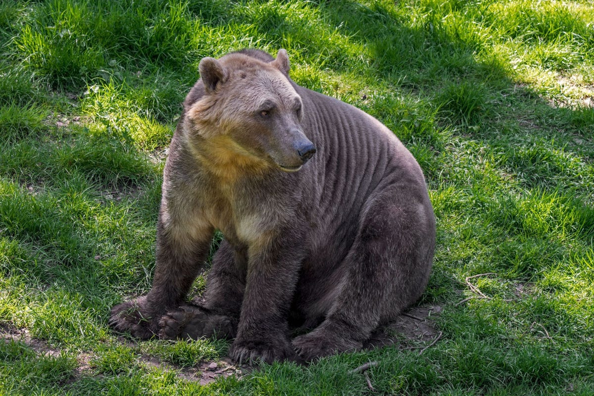 Kruisingen tussen bruine beren en ijsberen  ijsgrizzlys  zullen zich in de toekomst waarschijnlijk vaker voordoen omdat de verspreidingsgebieden van beide soorten zich als gevolg van de opwarming van de aarde steeds meer overlappen
