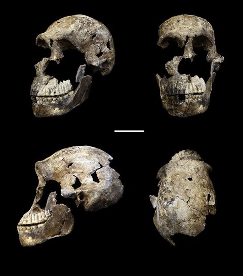Botten die tot minstens drie personen behoren waren gevonden in de Lesedikamer in het Rising Star grottencomplex DIt is de bijna volledige schedel van een van de volwassenen getoond vanuit vier gezichtspunten