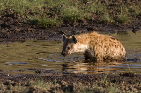 In de Ngorongorokrater in Tanzania drinkt een hyena van het water waarin hij staat