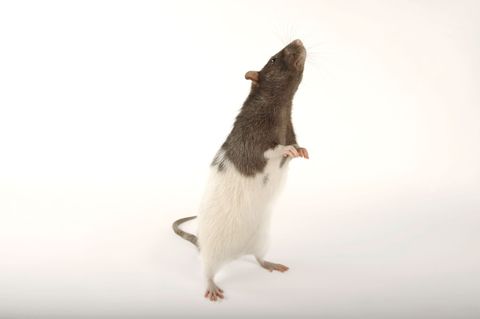 Een van de meest voorkomende stadsbewoners onder de dieren is de bruine rat Rattus norvegicus Ratten zijn in vrijwel alle menselijke nederzettingen te vinden Omdat stedelingen en ratten zo dicht op elkaar leven kunnen dagelijkse ontmoetingen tussen de mens en dit knaagdiertje zowel onaangenaam als komisch zijn