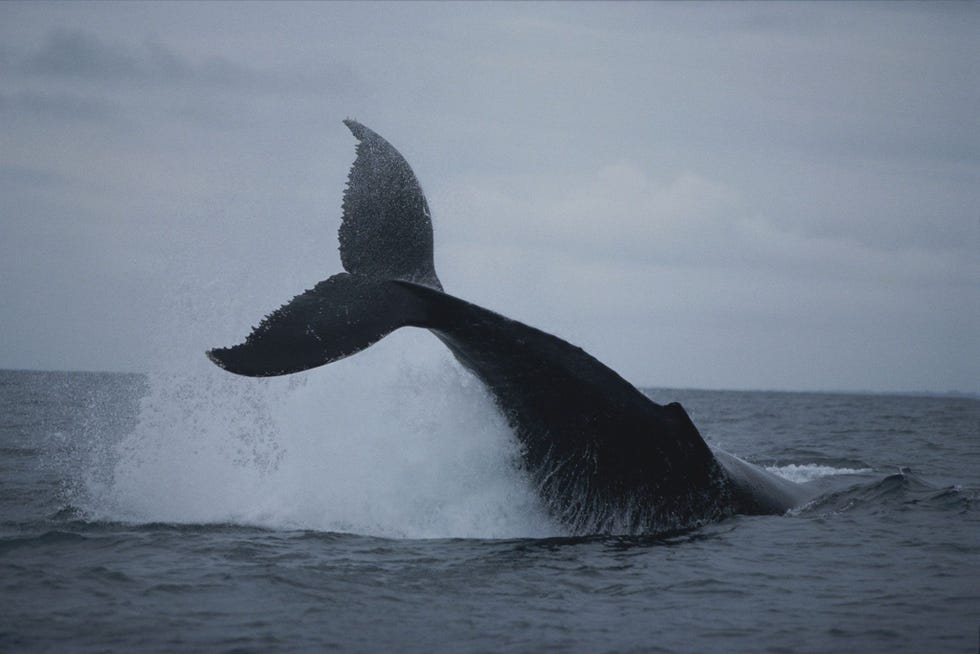 Een bultrug duikt op uit de zee voor de kust van Gabon
