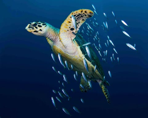 Een karetschildpad wordt begeleid door kleine vissen
