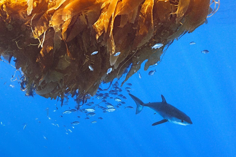 Kortvinmakreelhaaien of makos baren hun jongen in de zomer en herfst voor de kust van San Diego in Californi