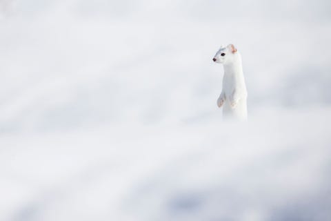 Ingesneeuwd Een wezel gaat op in het sneeuwlandschap van het Grand Teton National Park in Wyoming Verenigde StatenDit piepkleine en spierwitte dier straalde iets heel moois en mystieks uit terwijl het door de sneeuw ploegde aldus fotograaf Charlie Hamilton James